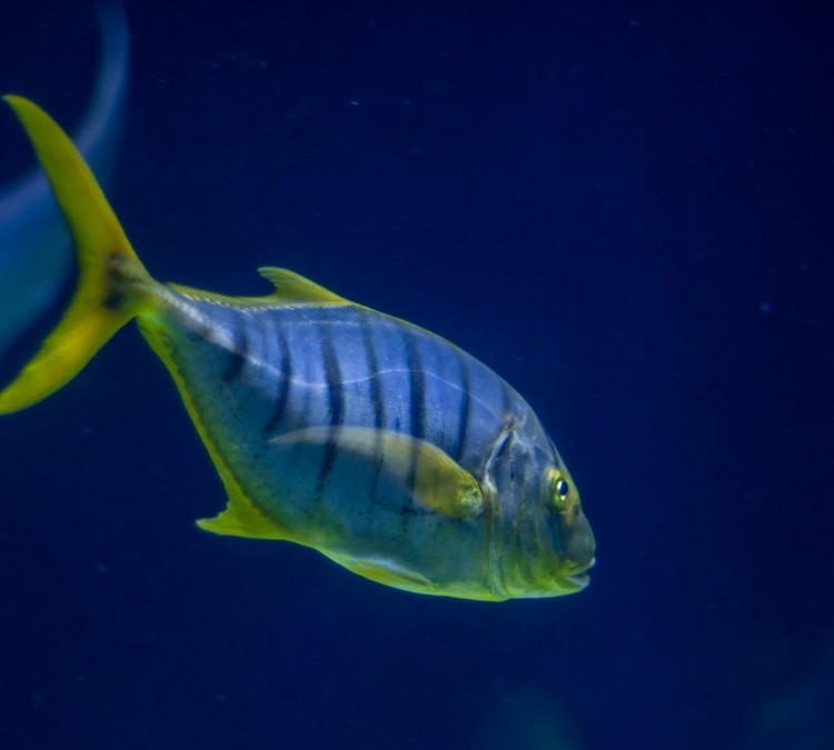 South Pacific Aquarium (Tacoma,&nbspWA)